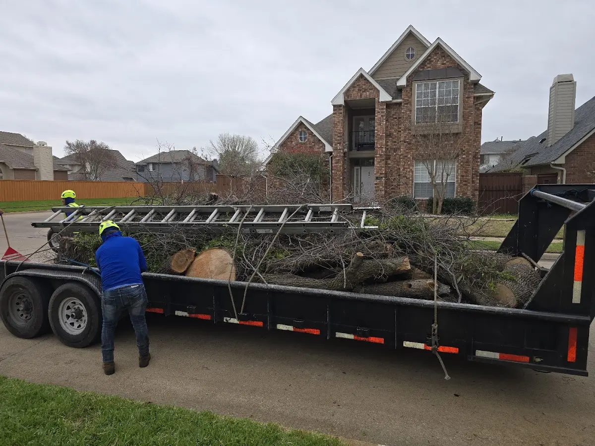 Expert Tree Removal with proper safety equipment in Lagrange